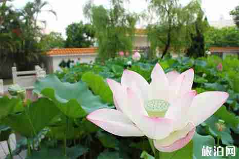 2019澳門荷花節(jié) 花展信息+時(shí)間+地點(diǎn)