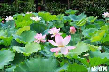 2019澳門荷花節(jié) 花展信息+時(shí)間+地點(diǎn)