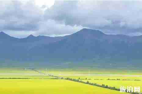 2019青海油菜花花期 青海油菜花在哪里看+攻略
