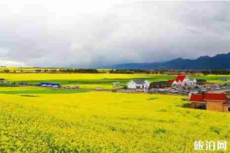 2019青海油菜花花期 青海油菜花在哪里看+攻略