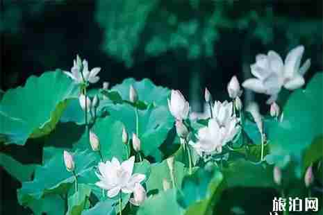 樂山賞荷花的地方 樂山賞荷花的地方