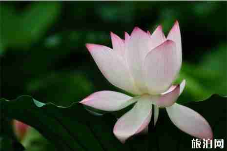 惠州賞荷花地方在哪里