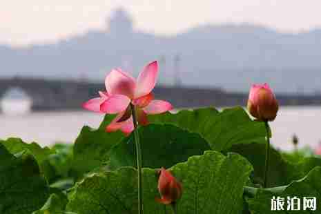 威海荷花觀賞攻略