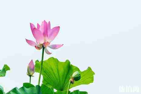 威海荷花觀賞攻略