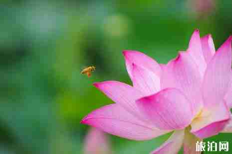 威海荷花觀賞攻略