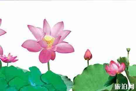 重慶荷花什么時候開 2019重慶荷花觀賞地推薦+交通指南