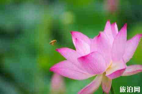 2019武汉荷花赏花地点推荐+花期+地址+交通 2019武汉荷花赏花地点推荐+花期+地址+交通