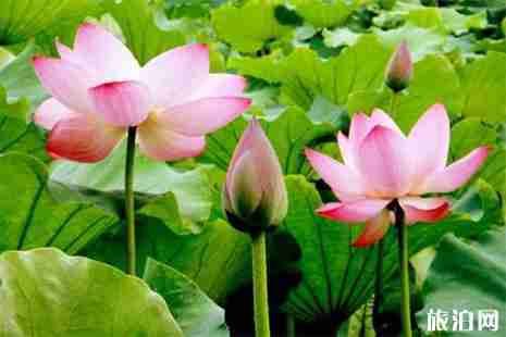 2019山西荷花开的地方都有哪些 2019山西荷花开的地方都有哪些