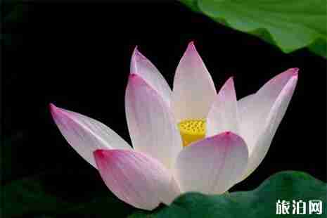 2019山西荷花开的地方都有哪些 2019山西荷花开的地方都有哪些