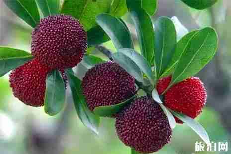 2019苏州西山杨梅采摘时间