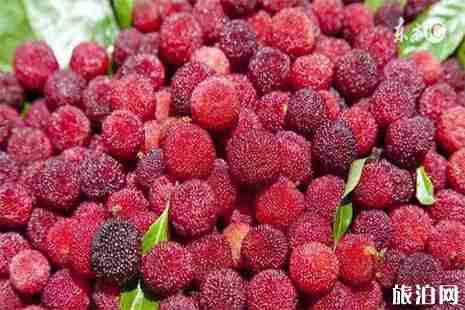 慈溪楊梅采摘采摘基地