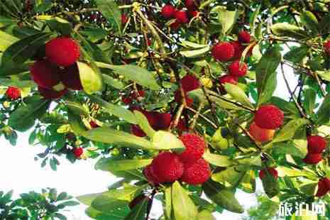 富阳杨梅采摘地在哪里 富阳杨梅采摘地在哪里