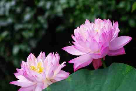 涪陵周边看荷花的地方推荐