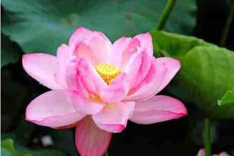 涪陵周边看荷花的地方推荐