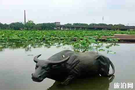 2019运河街道新宇村看荷花攻略