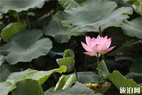 2019运河街道新宇村看荷花攻略