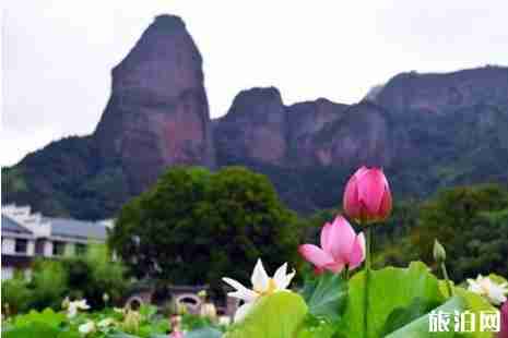 江西哪里荷花最美 江西哪里荷花最美