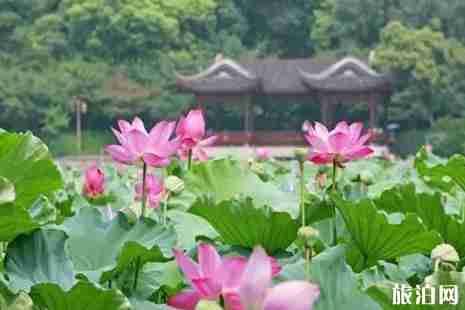 江西哪里荷花最美 江西哪里荷花最美