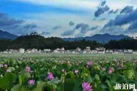 江西哪里荷花最美 江西哪里荷花最美