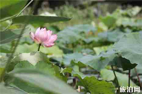 余杭荷花观赏地推荐 余杭荷花观赏地推荐