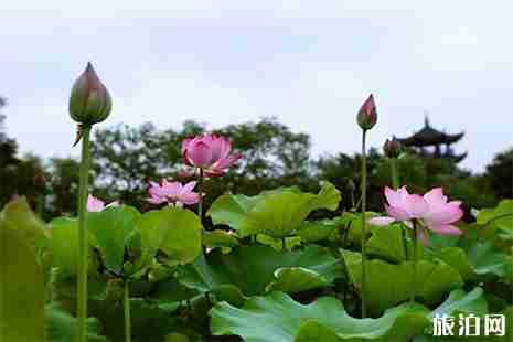 余杭荷花观赏地推荐 余杭荷花观赏地推荐