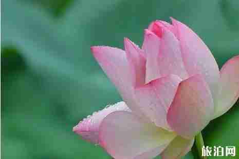 濮阳看荷花去哪里+交通