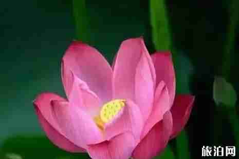 濮阳看荷花去哪里+交通 濮阳看荷花去哪里+交通