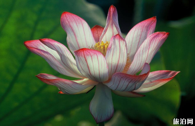 广州哪里有荷花 2019年荔湾湖荷花花期+交通