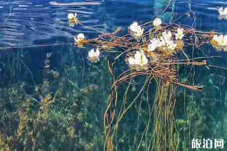 2019泸沽湖海菜花花期 2019泸沽湖海菜花攻略 2019泸沽湖海菜花花期 2019泸沽湖海菜花攻略