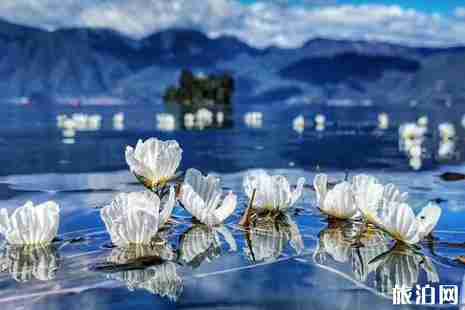 2019泸沽湖海菜花花期 2019泸沽湖海菜花攻略 2019泸沽湖海菜花花期 2019泸沽湖海菜花攻略