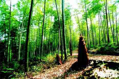 2019朗沙首屆筍文化節(jié)6月15日開啟