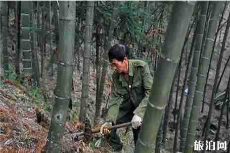 2019朗沙首屆筍文化節(jié)6月15日開啟