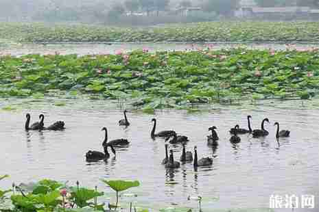 白洋淀荷花大觀園 門票+游玩路線 白洋淀荷花大觀園 門票+游玩路線