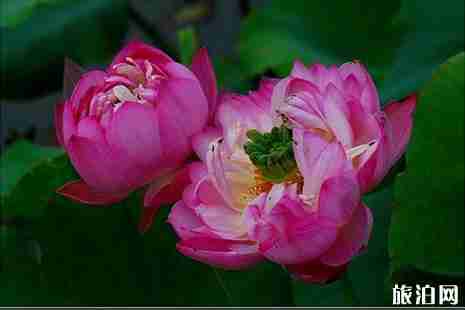 白洋淀荷花大觀園 門票+游玩路線 白洋淀荷花大觀園 門票+游玩路線