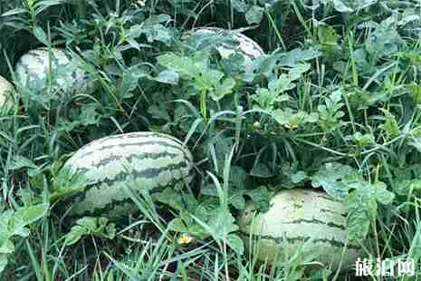 2019白石西瓜節6月15日開啟 附活動信息