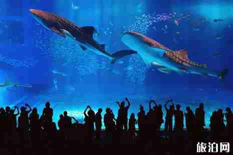 暑假海島游適合孩子去的推薦 暑假海島游適合孩子去的推薦