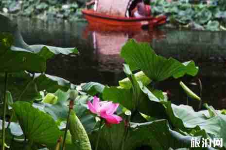 濟南大明湖荷花幾月開 2019濟南荷花觀賞地點推薦+門票+交通 濟南大明湖荷花幾月開 2019濟南荷花觀賞地點推薦+門票+交通