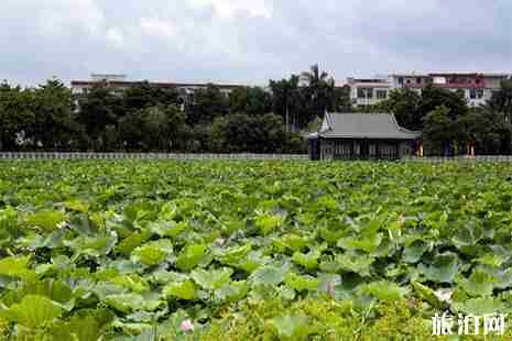 2019東莞橋頭荷花節周六開幕 附活動信息 2019東莞橋頭荷花節周六開幕 附活動信息