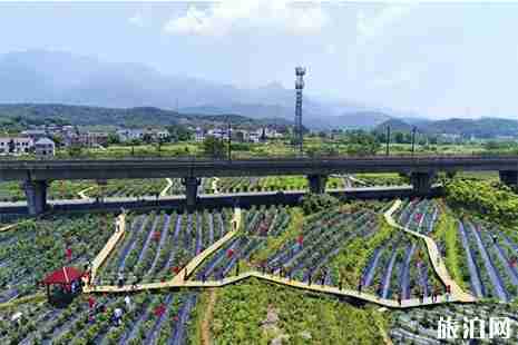 2019九江柴桑區(qū)藍莓采摘節(jié) 附采摘費用 2019九江柴桑區(qū)藍莓采摘節(jié) 附采摘費用