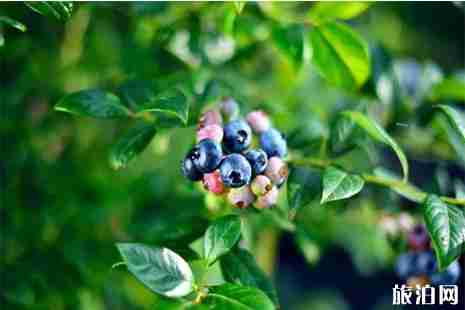 2019九江柴桑區(qū)藍莓采摘節(jié) 附采摘費用 2019九江柴桑區(qū)藍莓采摘節(jié) 附采摘費用