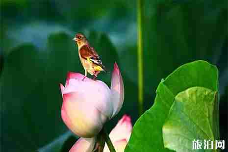 2019遂寧觀音湖荷花節(jié)7月2日開(kāi)啟