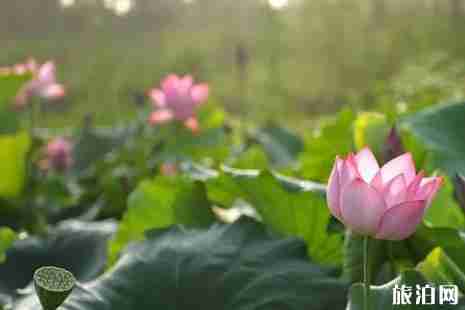 2019肥西荷花节在什么地方+时间+活动介绍