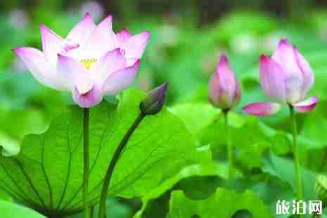 2019肥西荷花节在什么地方+时间+活动介绍