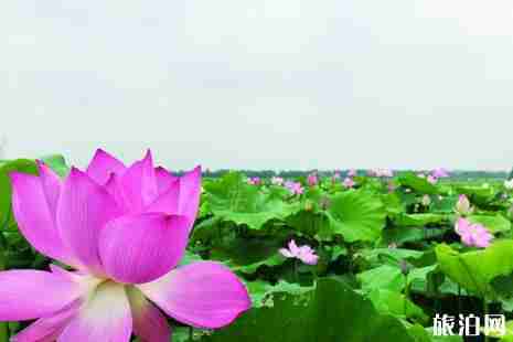 2019肥西荷花节在什么地方+时间+活动介绍