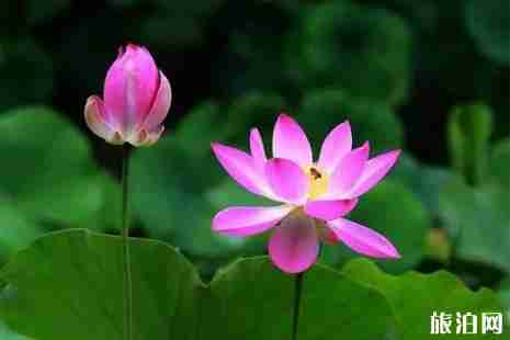 2019鄭州哪里荷花好看+觀賞攻略 2019鄭州哪里荷花好看+觀賞攻略