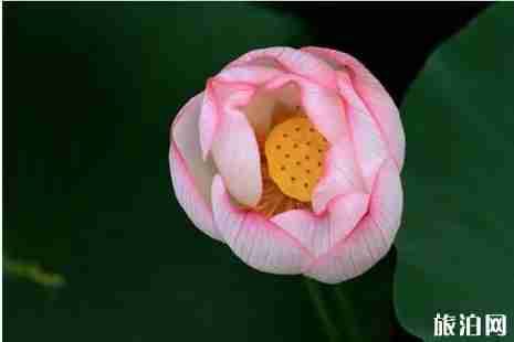 2019鄭州哪里荷花好看+觀賞攻略 2019鄭州哪里荷花好看+觀賞攻略