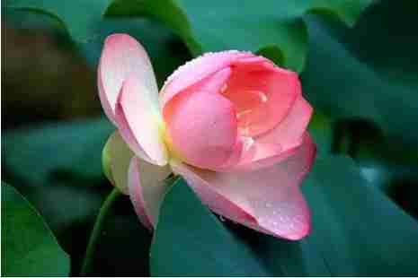 2019淮南荷花幾月份開+觀賞地點推薦