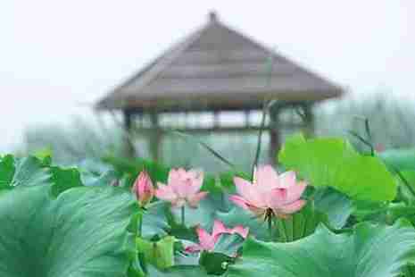2019淮南荷花幾月份開+觀賞地點推薦