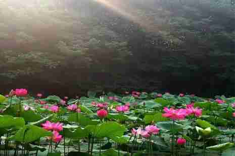 2019淮南荷花幾月份開+觀賞地點推薦