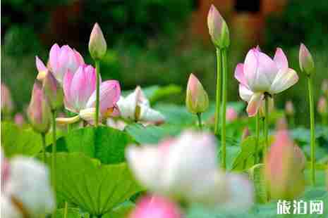 十堰看荷花在哪里+怎么去 十堰看荷花在哪里+怎么去